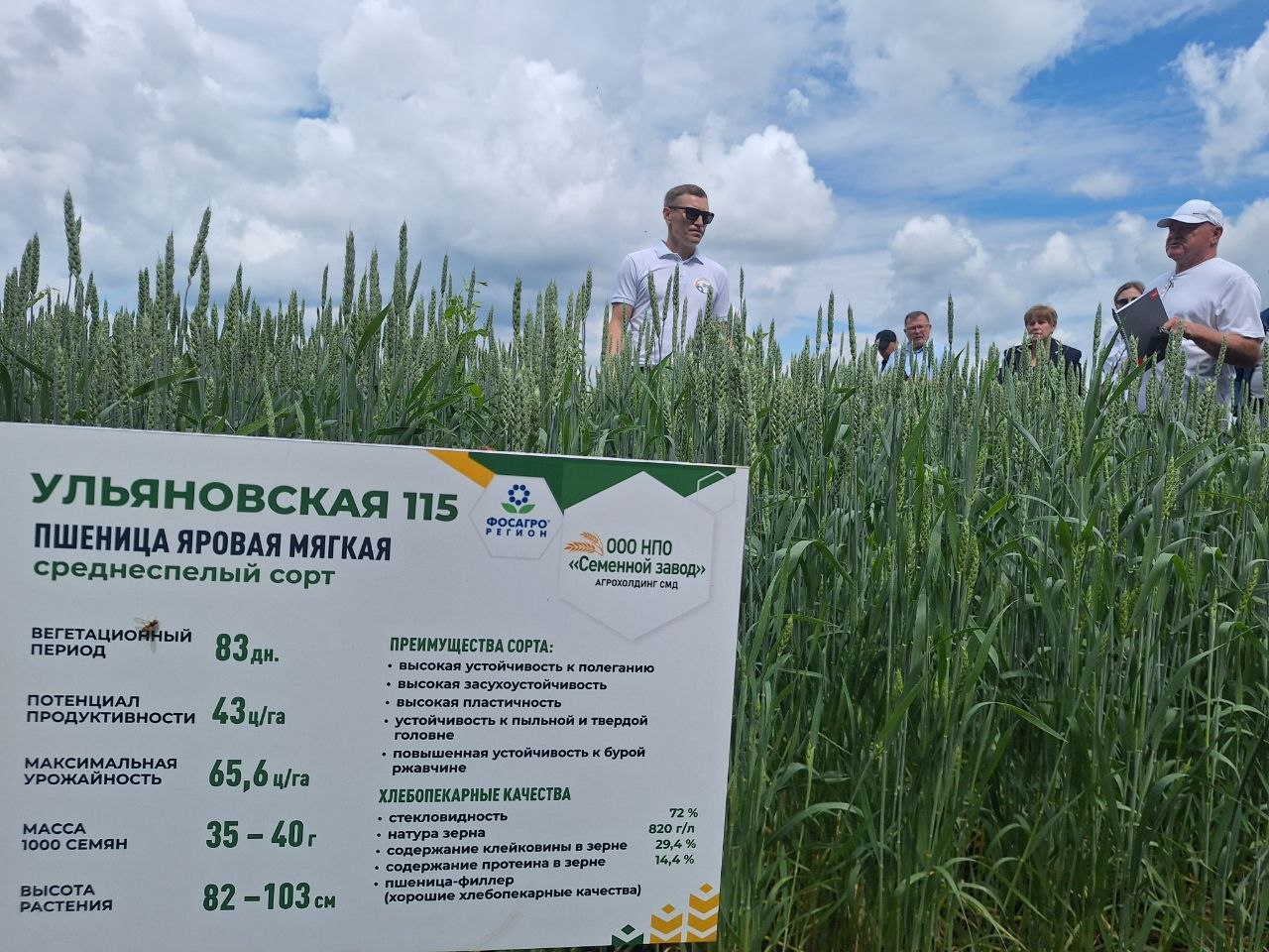 Пшеница яровая мягкая Ульяновская 115