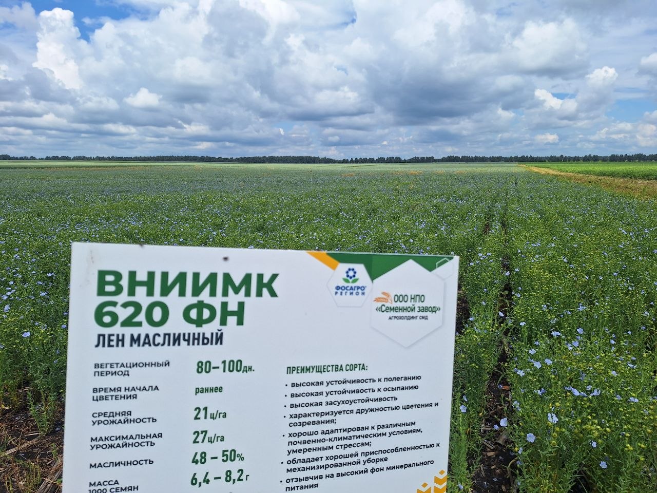 Лен масличный ВНИИМК 620 ФН
