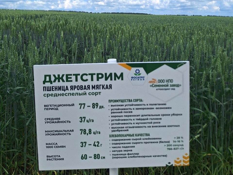 Пшеница яровая мягкая Джетстрим