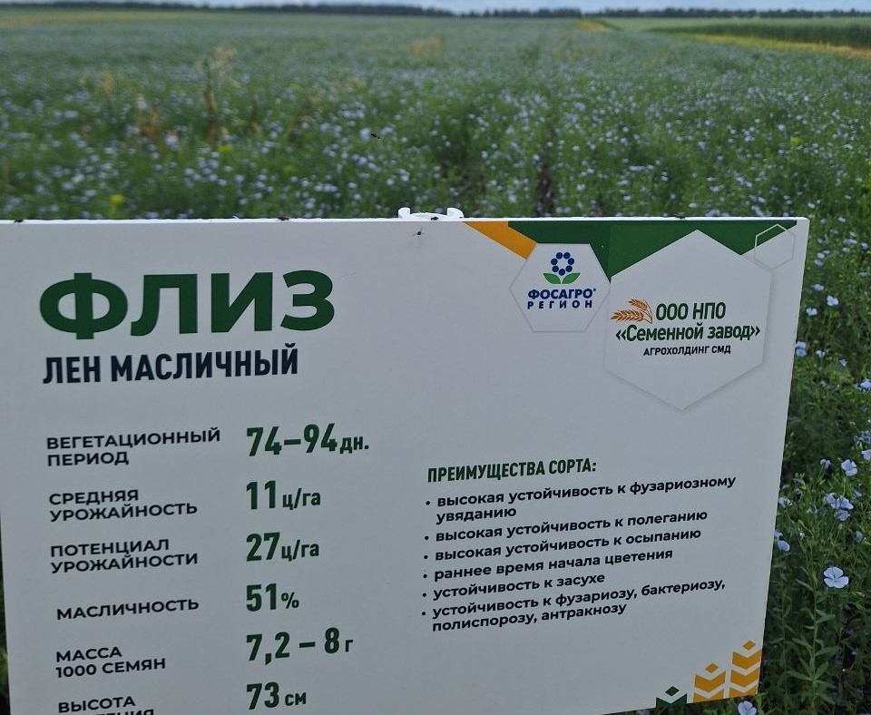 Лен масличный Флиз