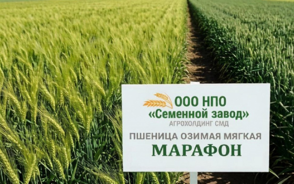 Почему ульяновские аграрии выбирают озимую марафон?